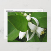 Oranje bloesem briefkaart (Voorkant / Achterkant)