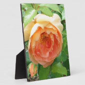 Oranje Blush Roos Fotoplaat (Zijkant)