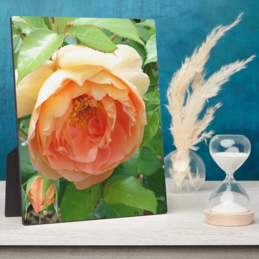 Oranje Blush Roos Fotoplaat (Zijkant)