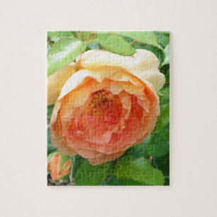 Oranje Blush Roos Legpuzzel