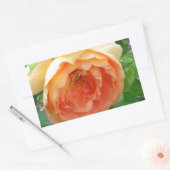Oranje Blush Roos Rechthoekige Sticker (Envelop)