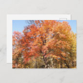 Oranje bomen briefkaart (Voorkant / Achterkant)