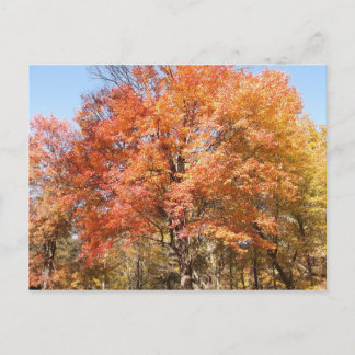 Oranje bomen briefkaart