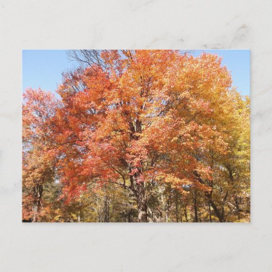 Oranje bomen briefkaart (Voorkant)