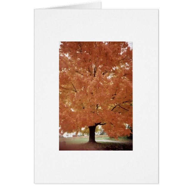 Oranje boom (Voorkant)