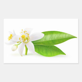 Oranje boombloemen rechthoekige sticker