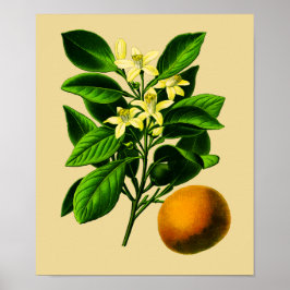 Oranje botanische afdrukken Poster