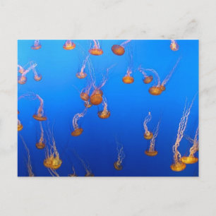 Oranje Briefkaart