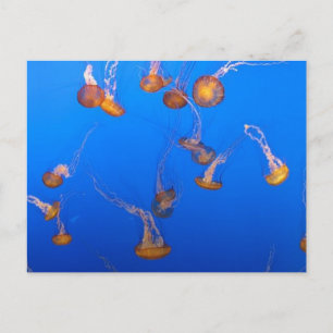 Oranje Briefkaart