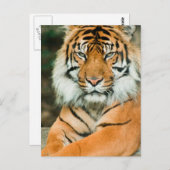 Oranje Briefkaart Tiger (Voorkant / Achterkant)