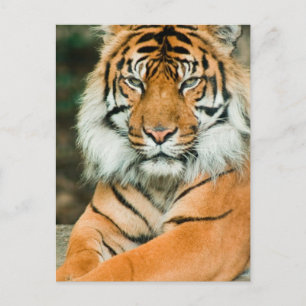 Oranje Briefkaart Tiger