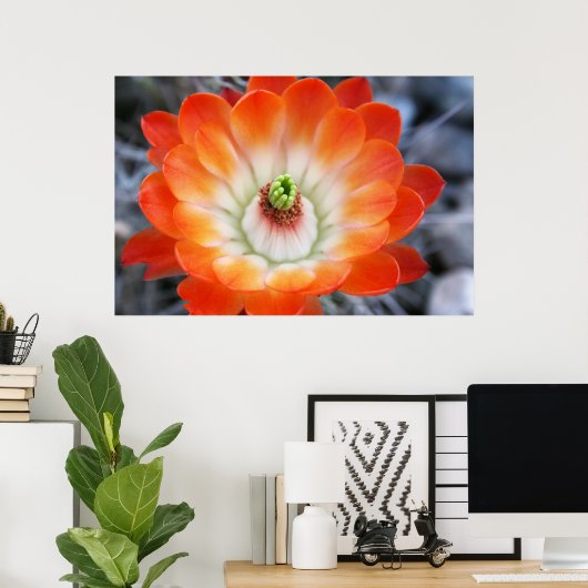 Oranje Cactus Flower Poster (Thuiskantoor)