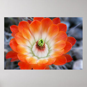 Oranje Cactus Flower Poster