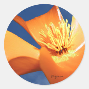 Oranje Californië Poppy bruiloft Stickers