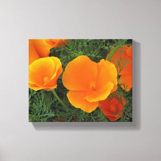 Oranje Californische bloemen Canvas Afdruk (Voorkant)