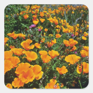 Oranje Californische klaprozen Vierkante Sticker