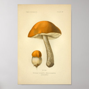  Oranje champignons Kunst print Frans
