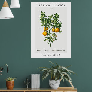 Oranje  citrusvruchten, Botanische illustratie Poster