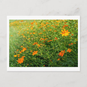 Oranje Cosmos Bloemen: Japan Briefkaart