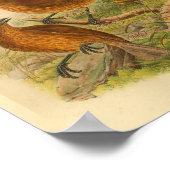 Oranje Crested Bower Bird  Print (Hoek)