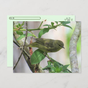 Oranje-Crowned Warbler Briefkaart