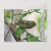 Oranje-Crowned Warbler Briefkaart (Voorkant)