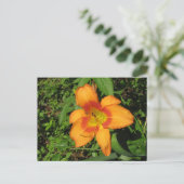 Oranje Crush Daylily Briefkaart (Staand voorkant)