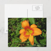 Oranje Crush Daylily Briefkaart (Voorkant / Achterkant)