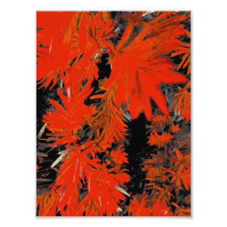 ORANJE DAAD FOTO AFDRUK