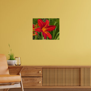 Oranje Daglelie Bloei Bloem Poster