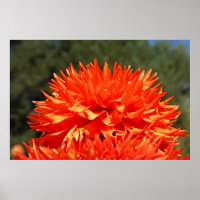 ORANJE DAHLIA BLOEMEN Kunst Prints Fotografie