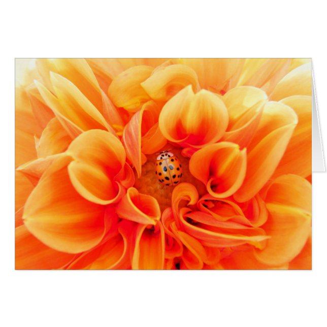 Oranje Dahlia en Ladybug (Voorkant Horizontaal)