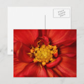 Oranje Dahlia Flower Briefkaart (Voorkant / Achterkant)
