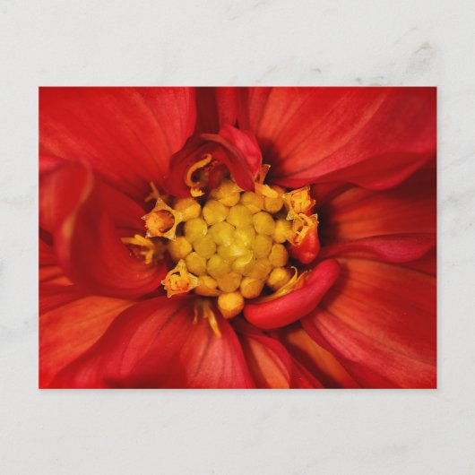 Oranje Dahlia Flower Briefkaart (Voorkant)
