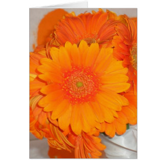 Oranje Daisies