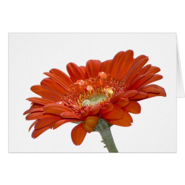 Oranje Daisy Gerbera Flower (Voorkant Horizontaal)