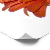 Oranje Daisy Gerbera Flower Poster (Hoek)