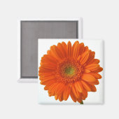 Oranje Daisy Magnet Magneet (Voorkant / Achterkant)
