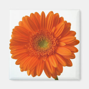Oranje Daisy Magnet Magneet