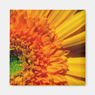 Oranje Daisy Magnet Magneet