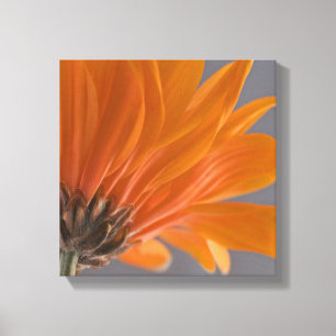 Oranje Daisy op Grijs Canvas Afdruk