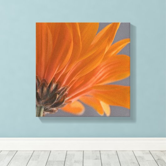 Oranje Daisy over grijs Canvas Afdruk (Insitu (Houten vloer))