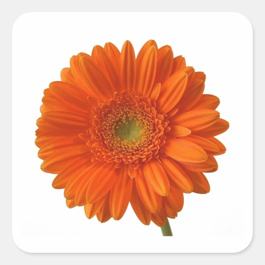 Oranje Daisy Stickers (Voorkant)