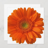 Oranje Daisy-uitnodigingen Kaart (Voorkant / Achterkant)