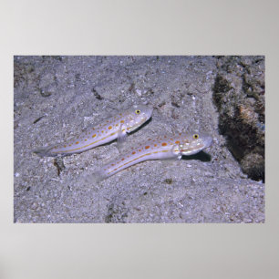 Oranje Dash Goby Pair Poster