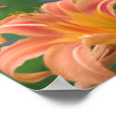 Oranje Daylilileuven Poster (Hoek)