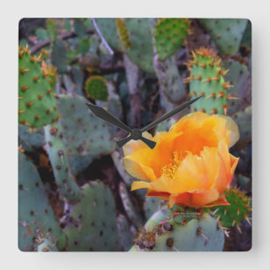 Oranje druppeltjes Prickly Pear Opuntia Cactus Vierkante Klok