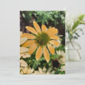 Oranje Echinacea Coneflower Blank Card (Staand voorkant)