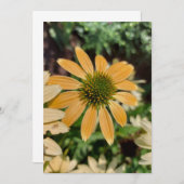 Oranje Echinacea Coneflower Blank Card (Voorkant / Achterkant)