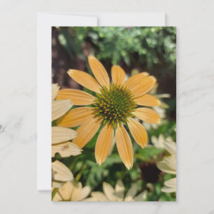 Oranje Echinacea Coneflower Blank Card
